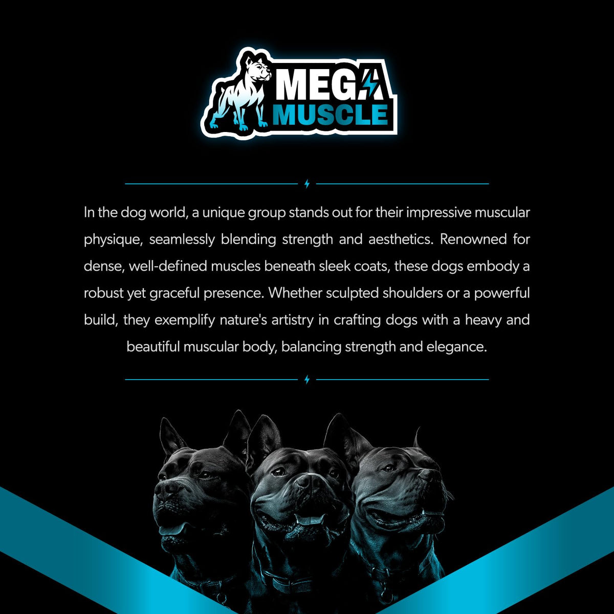 Dog Muscle Support Powder Blue Mussel Bone Broth Food Topper 3.2 oz C107