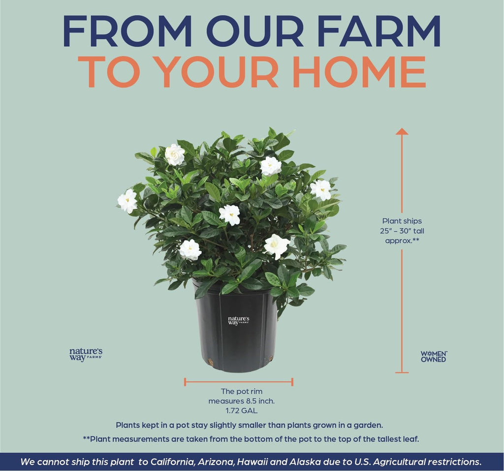 Gardenia Veitchii Live Shrub 25-30in Tall J352