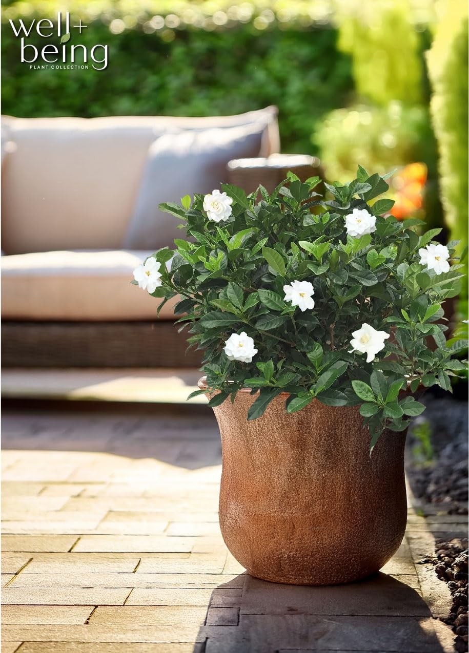 Gardenia Veitchii Live Shrub 25-30in Tall J352