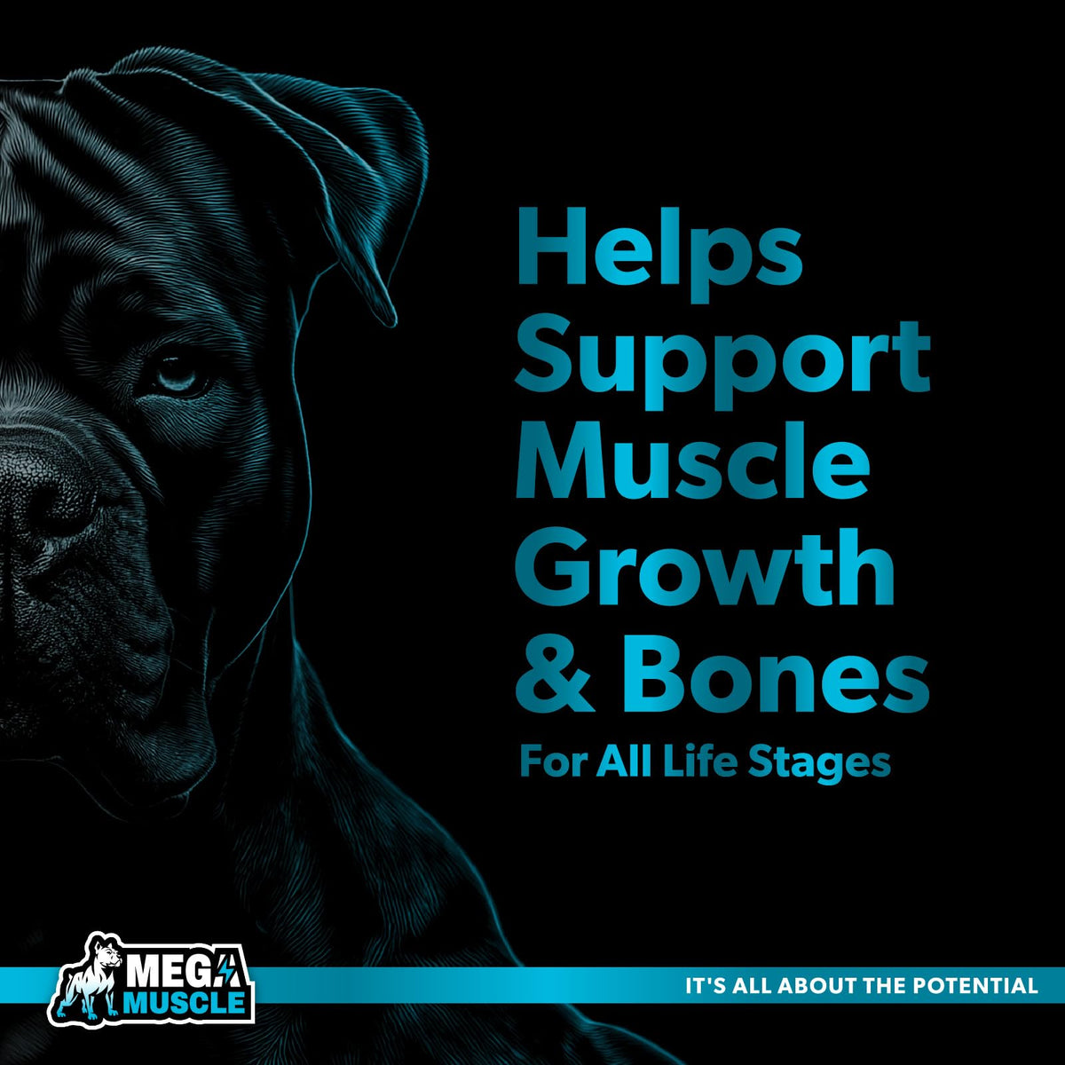 Dog Muscle Support Powder Blue Mussel Bone Broth Food Topper 3.2 oz C107