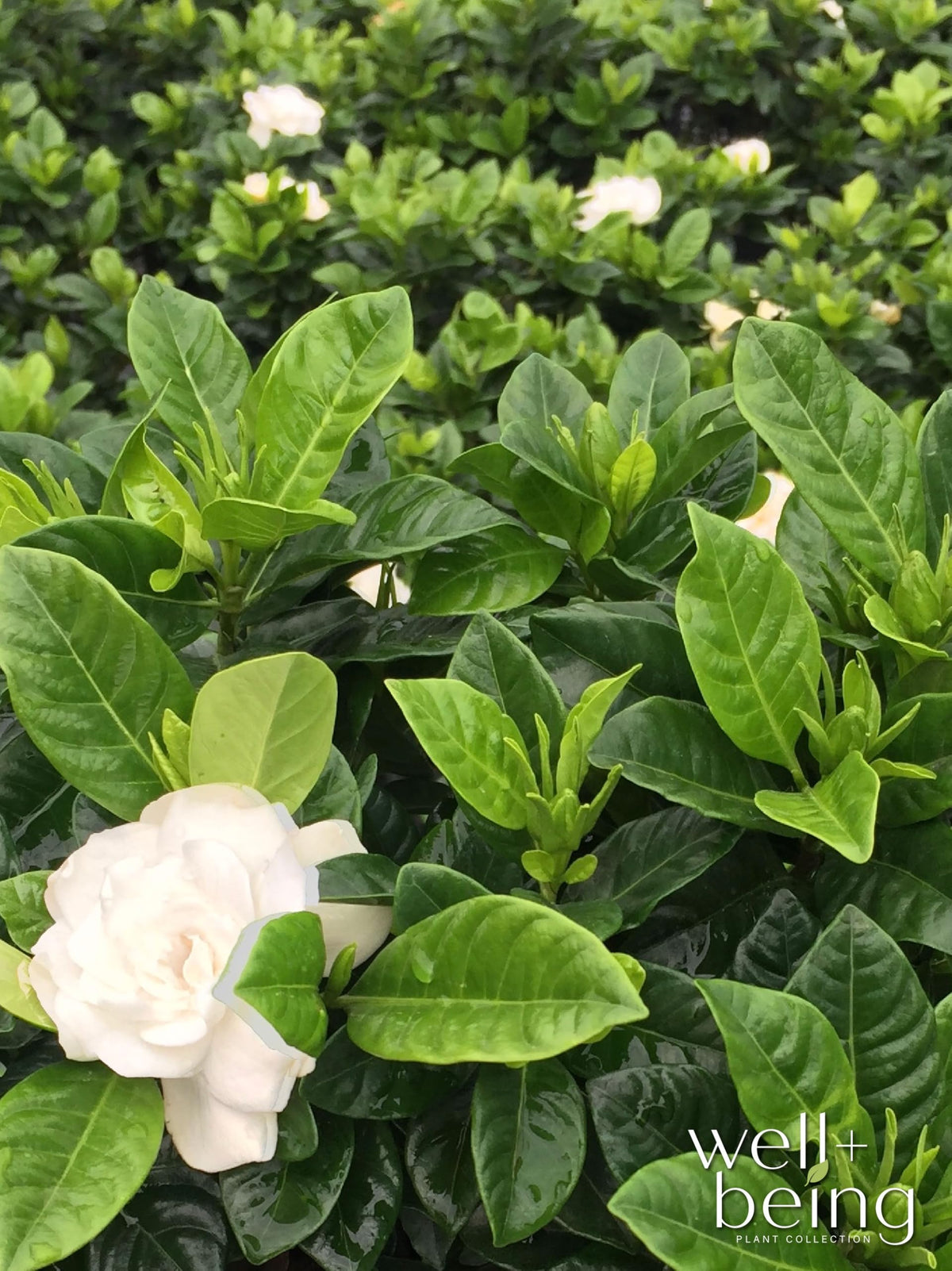 Gardenia Veitchii Live Shrub 25-30in Tall J352