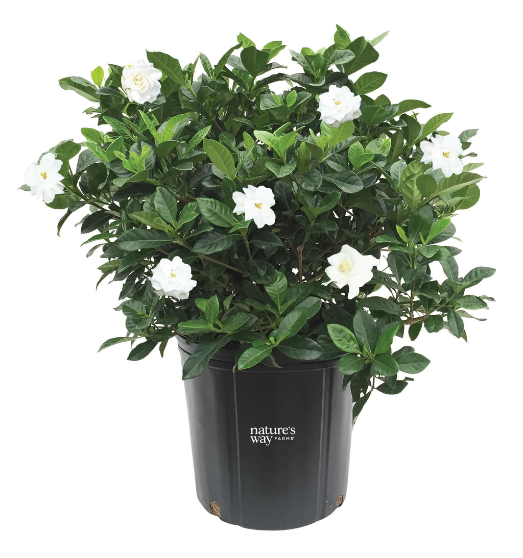 Gardenia Veitchii Live Shrub 25-30in Tall J352