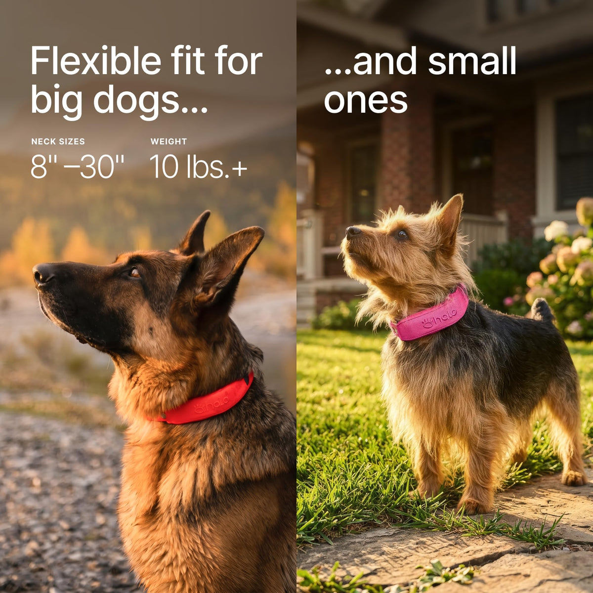 Wireless Dog Fence Y436357